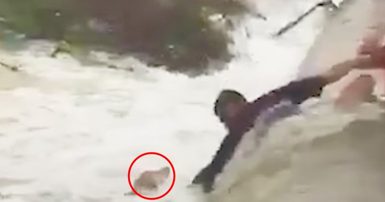 Heroic Strangers Try To Rescue Dog Drowning In River