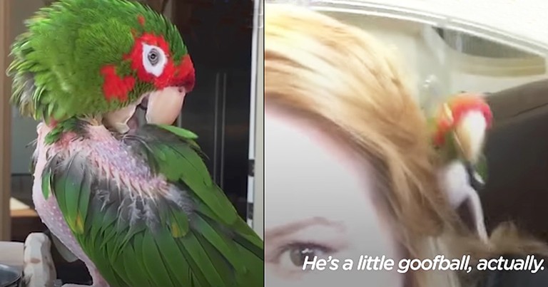 Kind Stranger Rescues Neglected Featherless Parrot