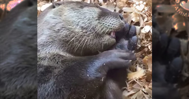 Baby Otter Adorably Sucks His Thumb 