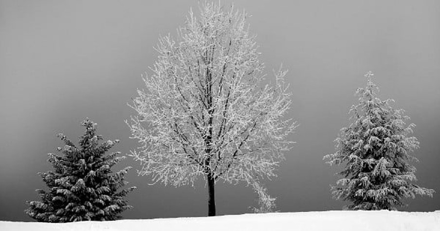 These 3 Trees Had Big Dreams, But They Came Crashing Down! This Tale Will Change Your Life!