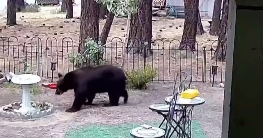 Residents Blamed 500-Pound Black Bear, Hank The Tank, For Break-Ins -- Turns Out He Had Help