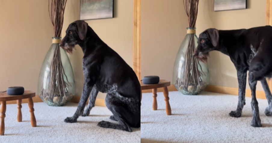 Hilarious Dog Follows Song's Lyrics in the Funniest Way Possible