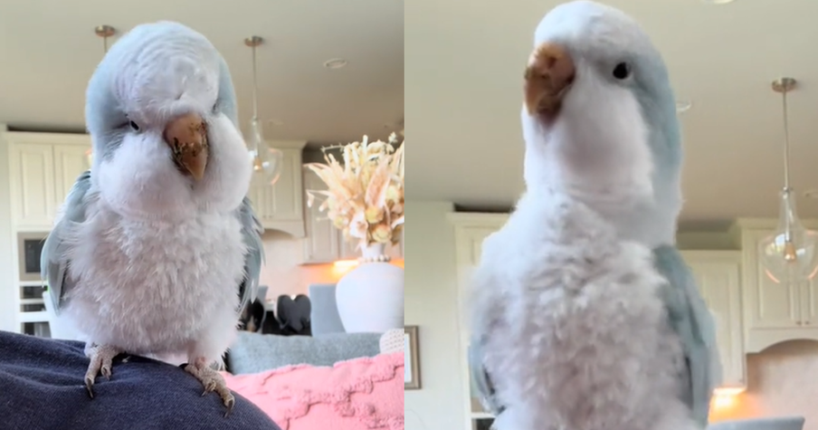 Hilarious Bird Delights With Song and Dance Performance