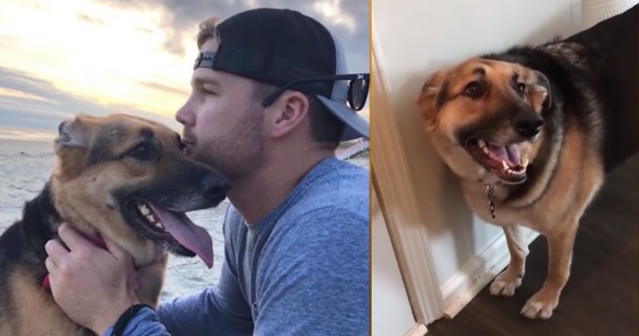 Pro Baseball Player Pens An Open Letter To His Dog That Every Pet Owner Should Read