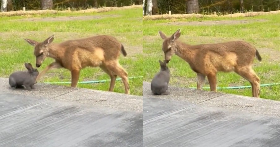 Cameras Caught a Deer Playing with a Bunny and Seeing the Real-Life Bambi Will Brighten Any Day