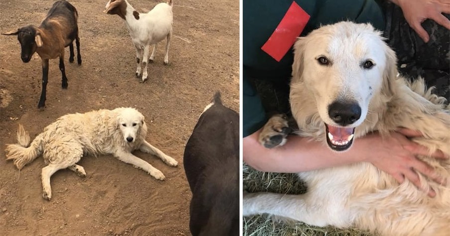 Hero Dog Refuses To Leave Goat Herd During California Wildfires