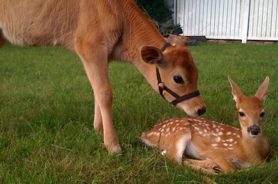 These 10 Unusual Animal Friendships Are Amazing. #5 Just Melted My Heart To Pieces!