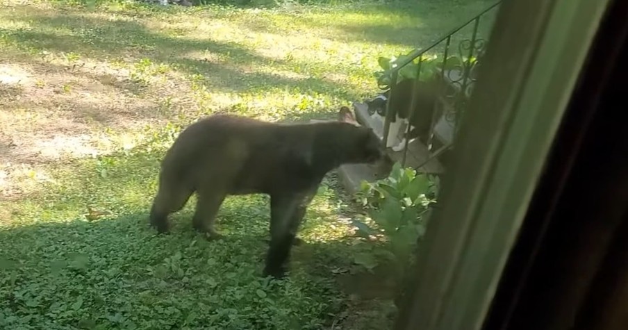 Fearless Feline Sends Bear Intruder Up a Tree