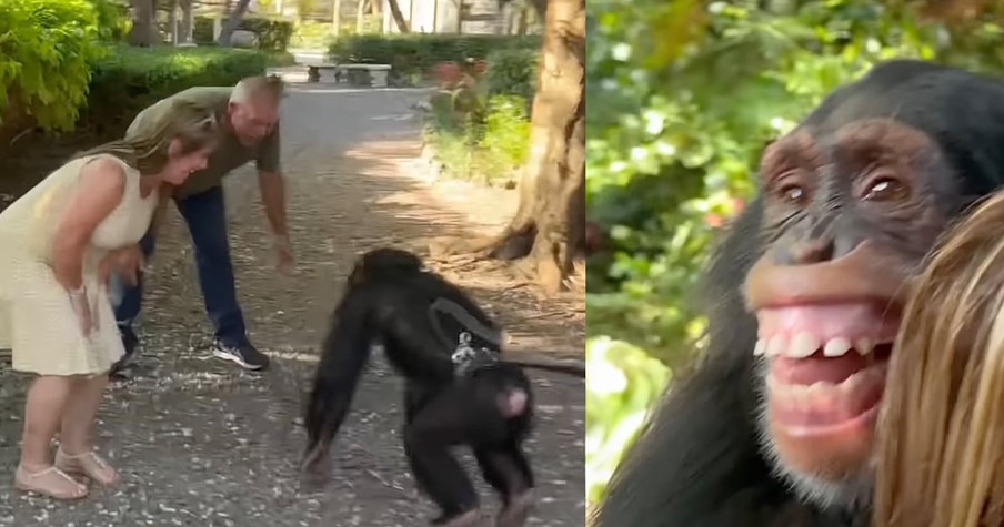 The Tear-Jerking Moment a Rescue Chimp Reunites with Couple Who Helped Raise Him