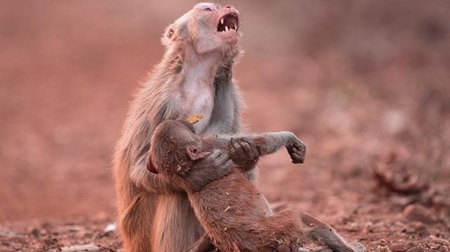 Emotional Photo of Mother Monkey Shows How Deeply Animals Feel