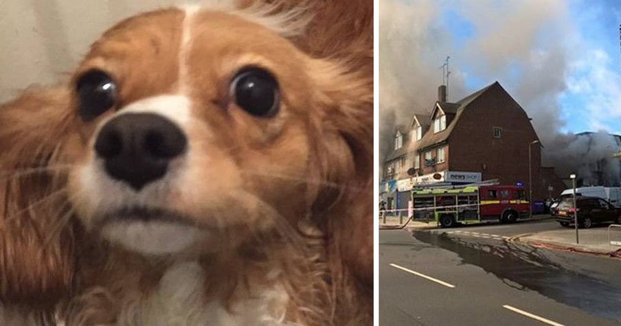 Heroic Dog Makes The Ultimate Sacrifice To Save Pregnant Woman