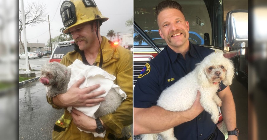 Firefighter Pulls Lifeless Dog From Burning Building And Does CPR