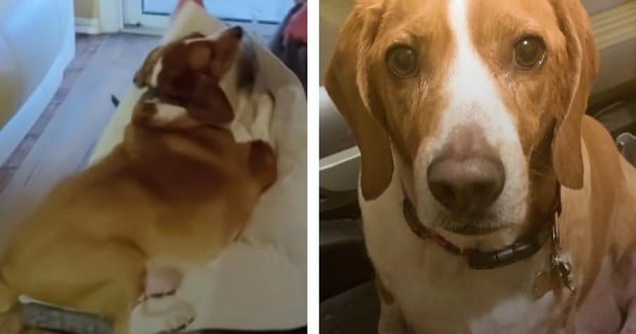 100-Lb Beagle Could Barely Move Because Of His Weight But Then Everything Changed