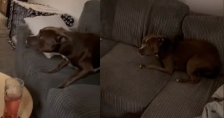 Dog Doesn't Want to Go for a Walk in the Cold and Its Attempts to Avoid It Are Hilarious