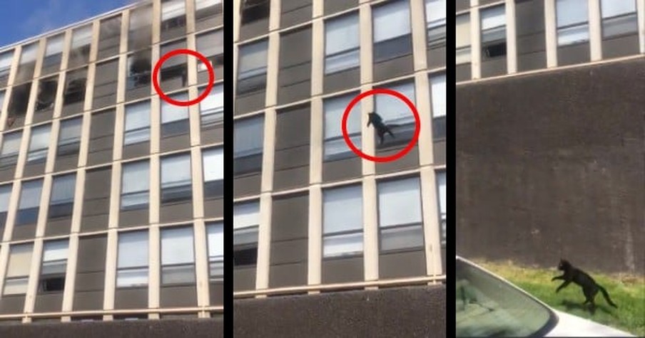 Bystanders Gape In Horror As Cat Jumps Out The Window From The 5th Floor Of A Burning Building