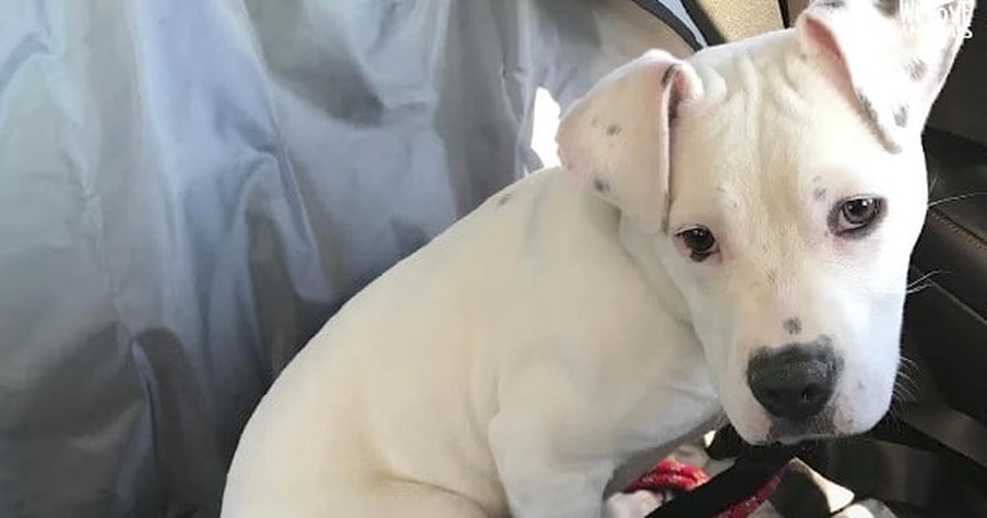 They Said No One Would Want This 'Broken' Pup But God Revealed The Deaf Dog's True Worth