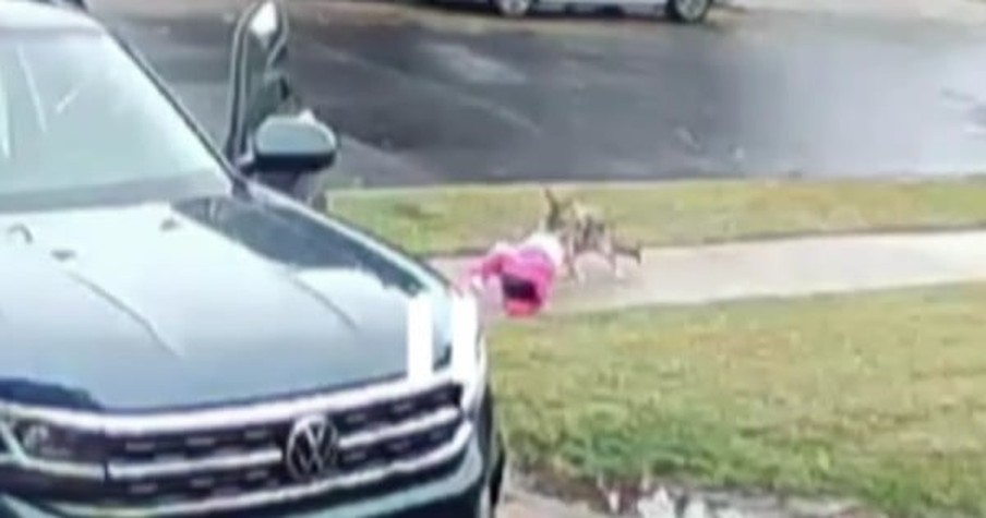 Coyote Comes Out Of Nowhere For Toddler But Brave Dad Jumps In And Saves His Daughter