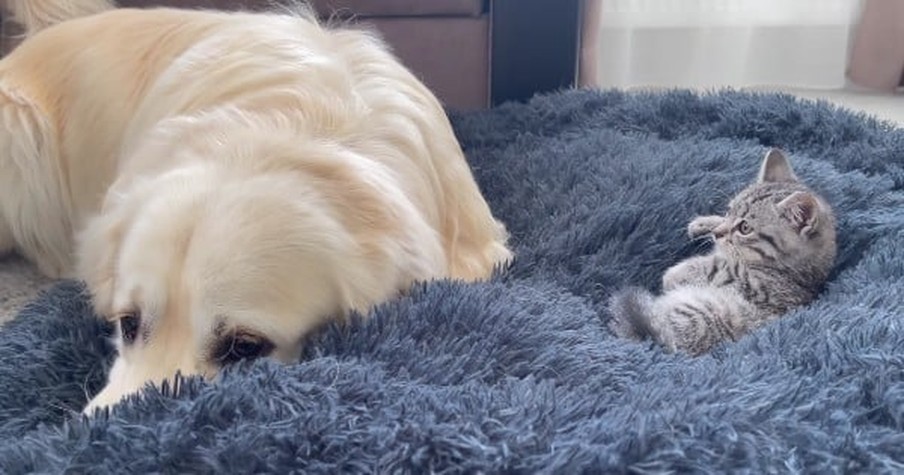 Golden Retriever Finds Tiny Kitten On His Bed And His Reaction Is Adorably Hilarious