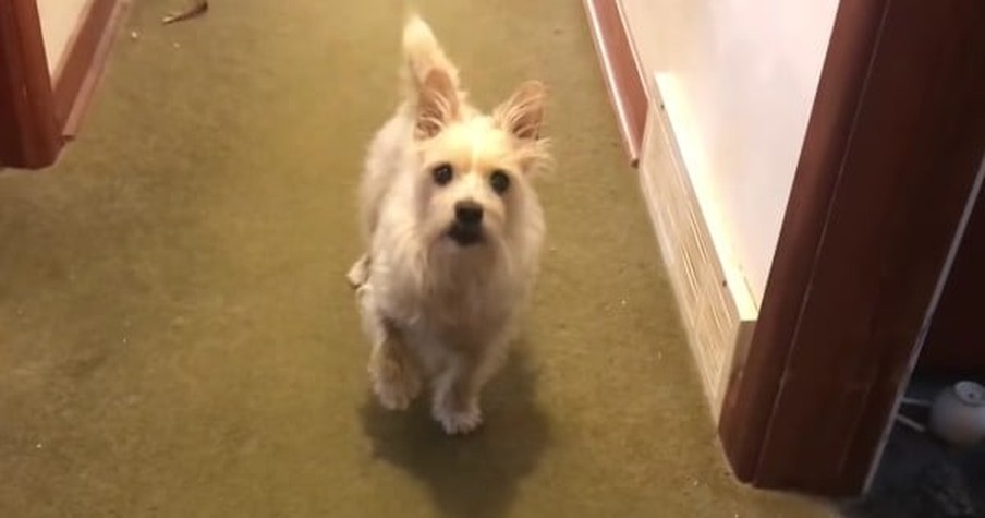 Dog with 'Injured Paw' Is Miraculously All Better When It's Time to Go for a Walk