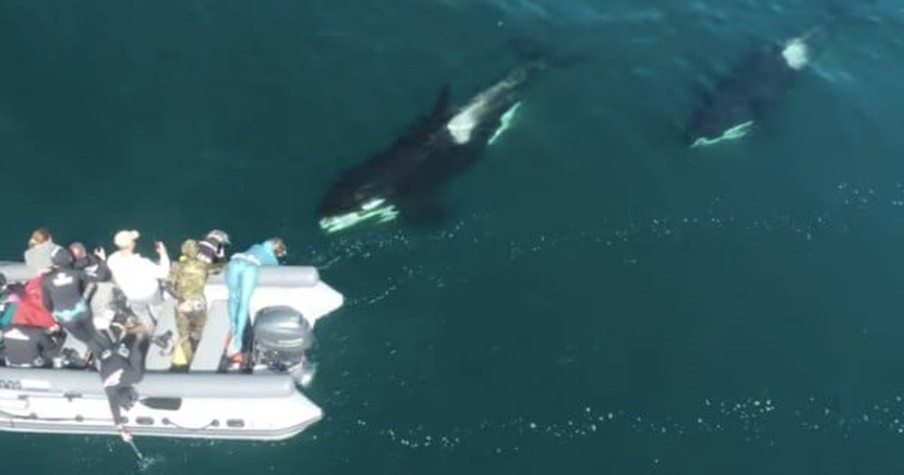 Playful Pod of Orca Whales Swim Near Boat and a Drone Caught the Amazing Moment on Camera