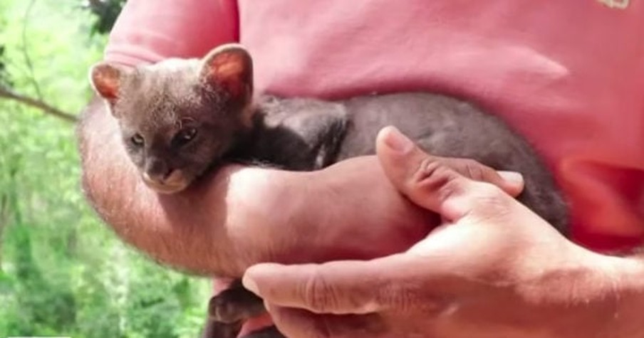 Farmer Thought He Was Saving A Baby Kitten But Discovers He's Actually Rescued A Cougar Cub