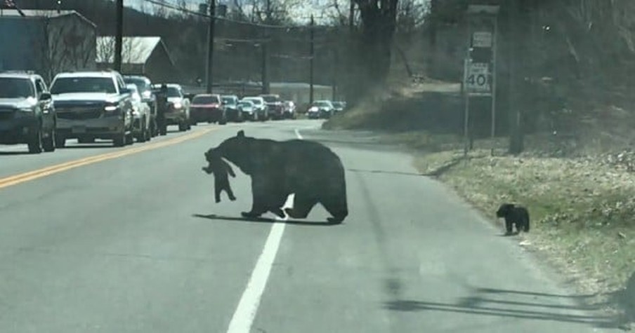 Traffic Halts On A Busy Highway for Mother Bear Protecting Her Cubs As They Cross The Road