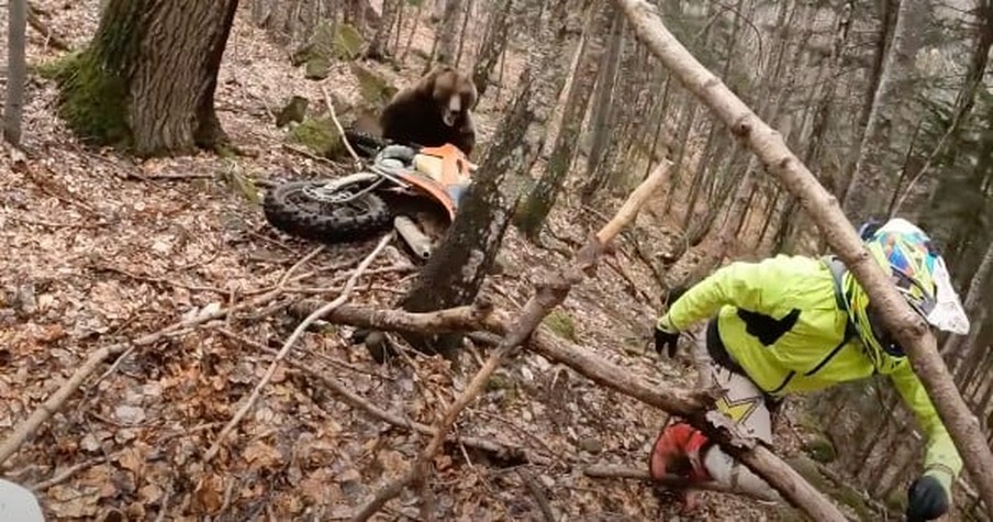 Bike Rider Encounters A Charging Brown Bear But His Quick-Thinking Saves The Day