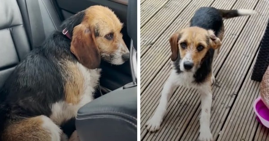 Scared Dog Too Afraid To Make Eye Contact Stared At Wall Until Love Transforms Him