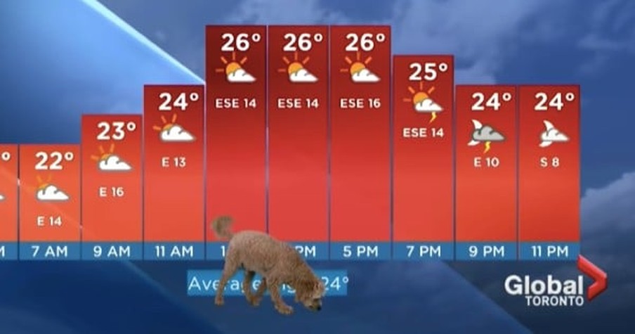 Laughter Abounds When A Dog Named Storm Interrupts Weather Segment Being Filmed Live