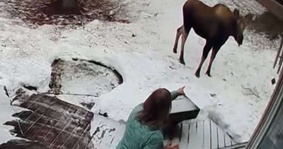 Woman Brings Out 'The Mom Voice' to Scare Off Moose and Surprisingly, It Totally Worked