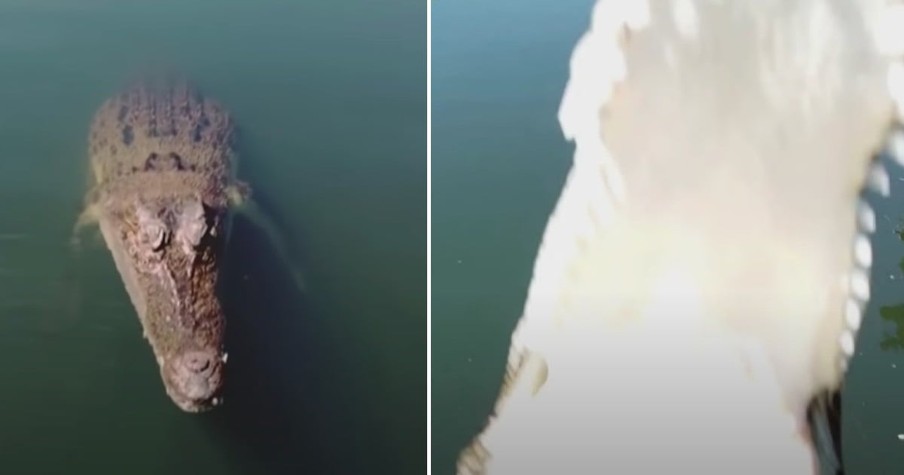 Crocodile Jumps Out Of Water To Snatch Drone From Sky And The Footage Is Incredible