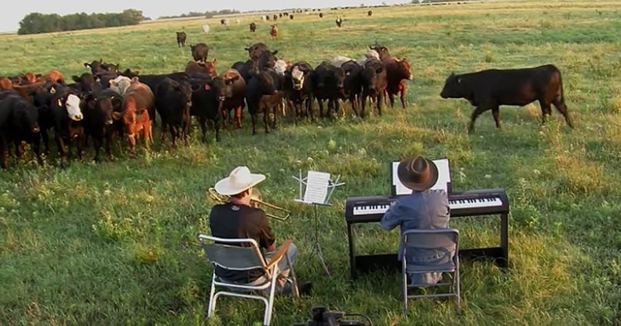 Farmer Derek Uses His Musical Talents To Bring In The Cows