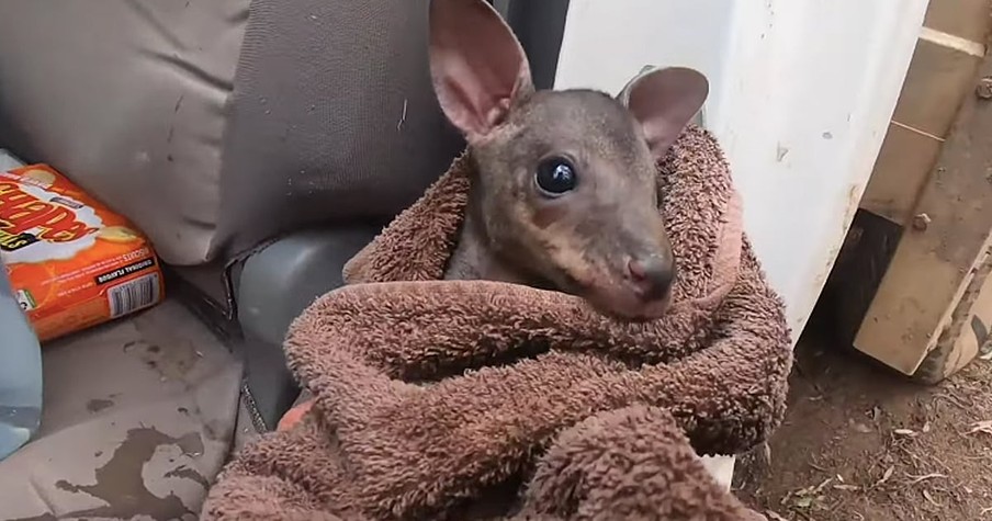 Baby Kangaroo In Australia Saved By Farmer From Bushfires Ravaging The Land