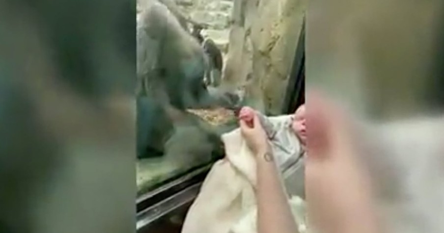 Newborn Baby And Gorilla Share A Special Moment At The Zoo And It's Going Viral