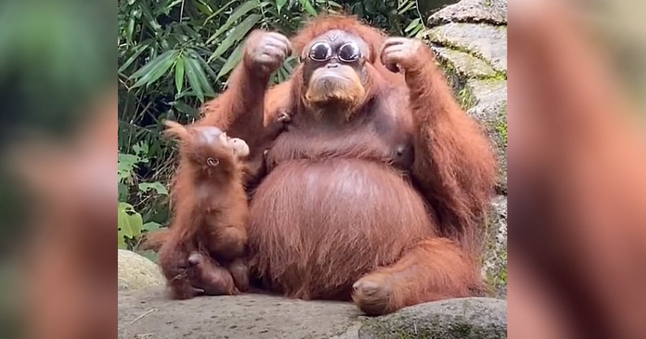 Orangutan With Sunglasses That A Tourist Drops Goes Viral And Has Everyone Cracking Up