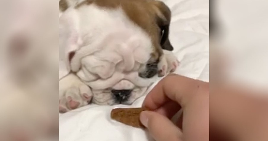 Baby Bulldog Smells A Treat And Quickly Wakes Up