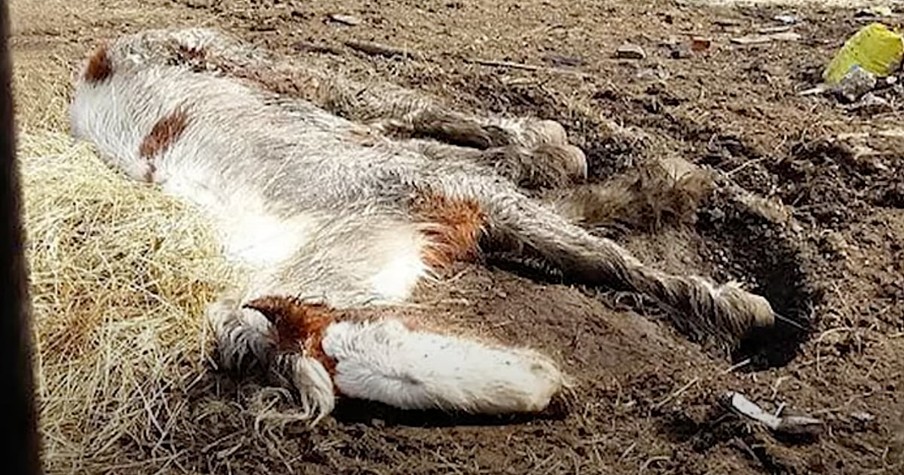 Starved Pony Looked Dead When Rescuers Showed Up But Just Wait For Her Transformation