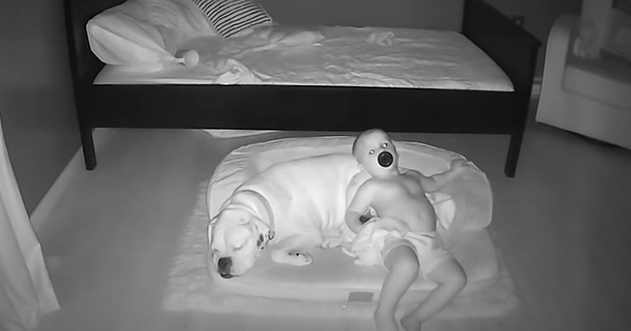 Cameras Catch Baby Boy Sleeping With Dog After Sneaking Out Of His Own Bed