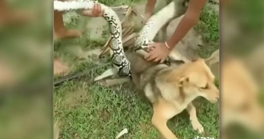 Teens To The Rescue When Massive Snake Attacks Pet Dog