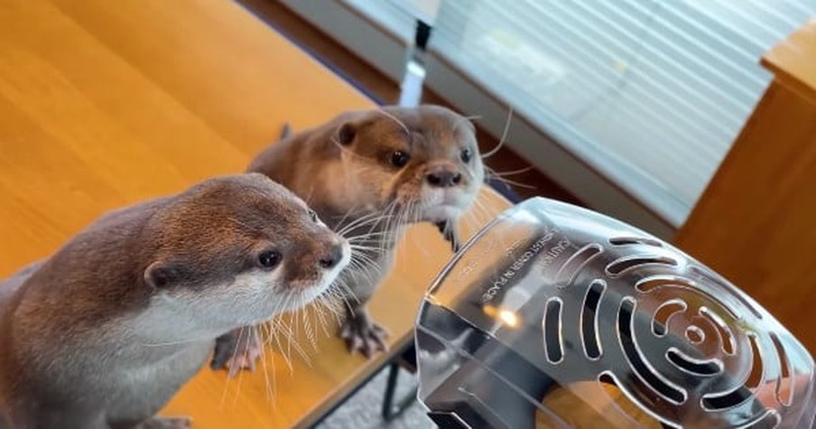 2 Adorable Otters, Hana And Kotaro, See A Popcorn Machine And Their Reaction Is Priceless