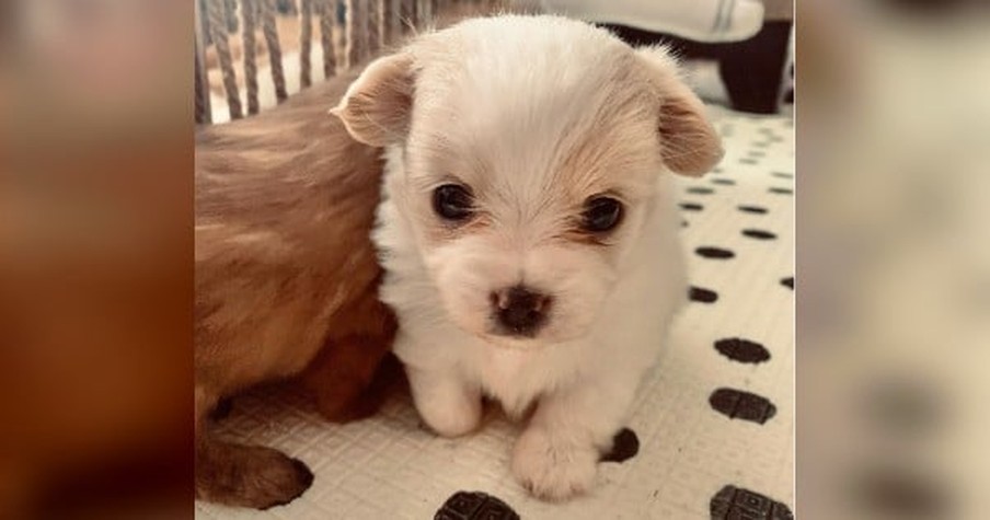 A Girl With No Hands Meets A Puppy Missing 1 Paw And It's Love At First Sight