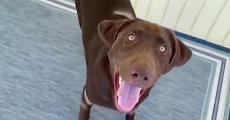 Alligator Comes After Man's 8-Month-Old Puppy So He Uses His Bare Hands To Save His Dog