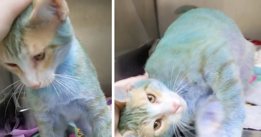 Animal Shelter Goes Viral When Cat With Blue Fur Has Everyone Worried