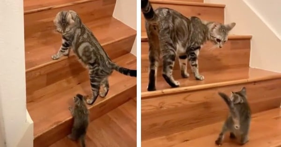 Baby Kitten Is Learning How To Climb Stairs From Mama Cat And It's The Sweetest Thing