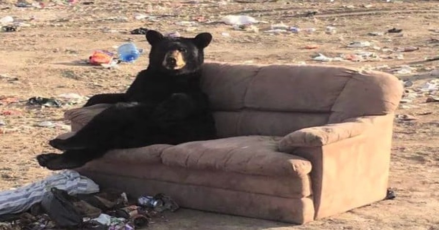 Bear Is Sitting On A Couch Like It's Totally Normal And It Stops A Woman In Her Tracks