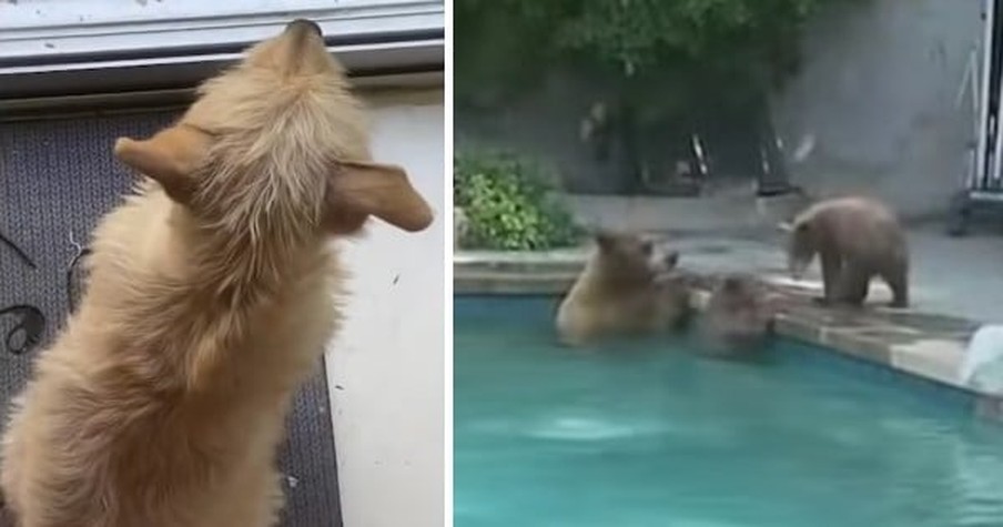 Bell-Trained Dog Starts Frantically Ringing Bell When She Sees Family of Bears in Swimming Pool