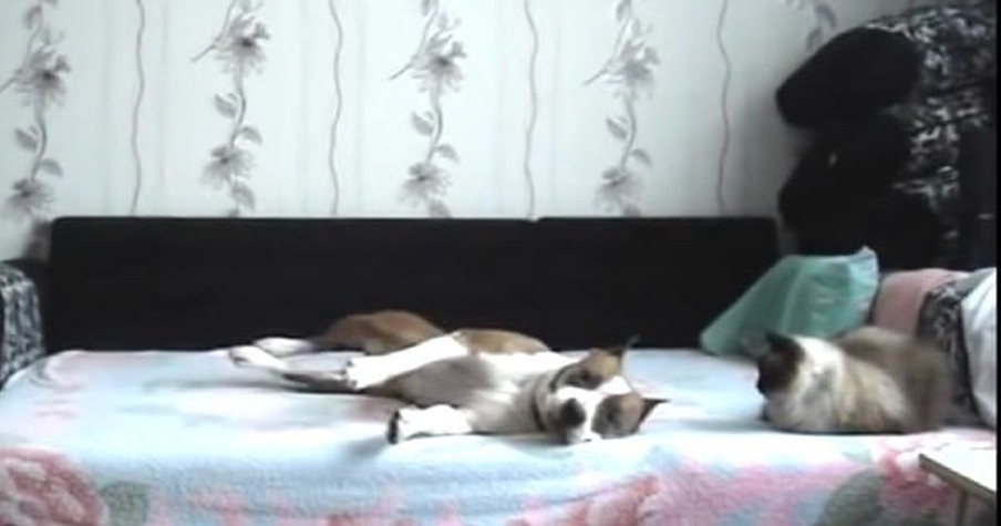 Cameras Catch What A Dog Not Allowed On The Bed Secretly Does As Soon As She's All Alone