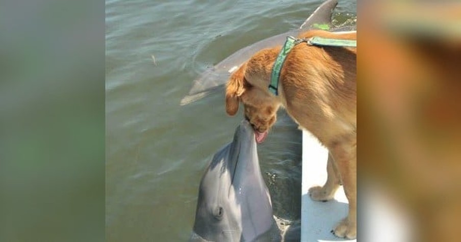 Cameras Caught Dog Kissing Dolphin And the Adorable Photo of the Unlikely Friends Went Viral