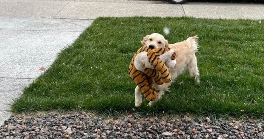 Dog Sees Snow For The First Time And He's So Excited He Just Has To Show His Best Friend