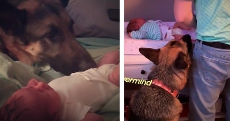 German Shepherd Finally Meets Baby Brother After Months of Waiting And It's Love At First Sight